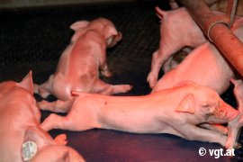 Ferkel mit Stummelschwänzen