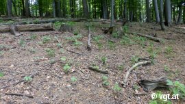 Kleine Bäumchen sprossen aus dem Waldboden