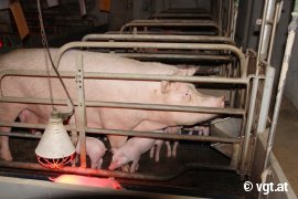 Mutterschwein mit Ferkeln in einem Kastenstand