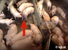 Schwein mit Mastdarmvorfall