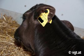 Kalb mit Ohrmarke