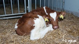Zusammengekauertes, einsames Kalb im Stroh