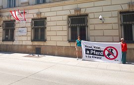 Polizeipferddemo
