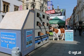 Tour gegen Kälbertransporte