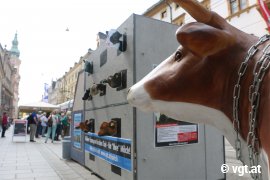 Tour gegen Kälbertransporte 1