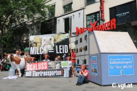 Tour gegen Kälbertransporte 1