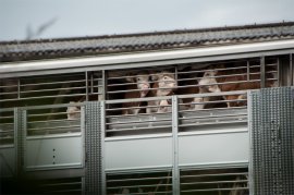 Kälbertransporter
