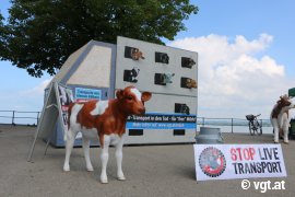 Tour gegen Kälbertransporte Bregenz 2
