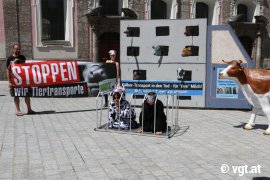 Kälbertransport-Tour 2018