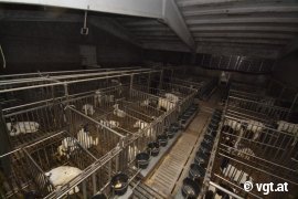 Tour gegen Kälbertransporte 3
