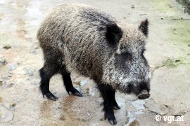 Wildschwein auf tristem Untergrund