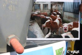 Tour gegen Kälbertransporte 3
