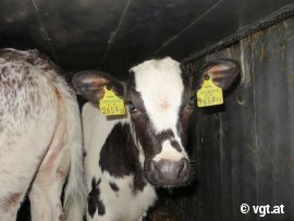 Kalb in einem Tiertransporter