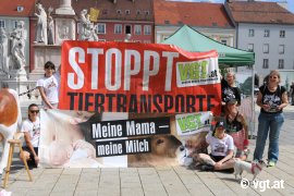 Tour gegen Kälbertransporte 1