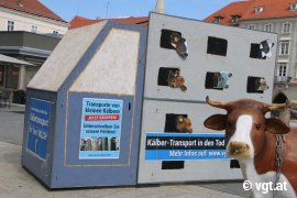 Tour gegen Kälbertransporte 2