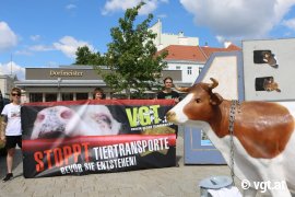 Tour gegen Kälbertransporte 3