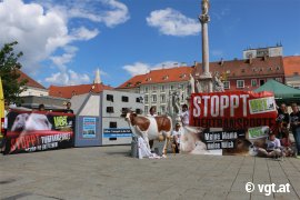 Infostand mit nachgebildetem Kälbertransporter, Bannern und lebensgroßer Kuh