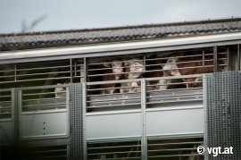 Kälber auf einem Tiertransporter