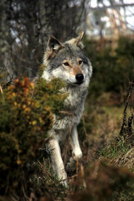 Wolf in Freiheit