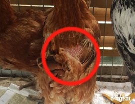 Huhn