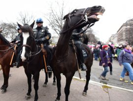 Polizeipferde