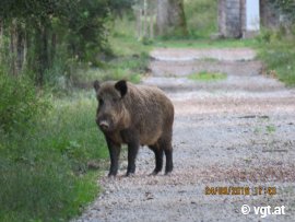 Wildschwein im Jagdgatter
