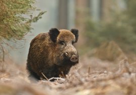 Wildschwein