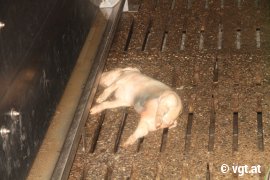 totes Ferkel