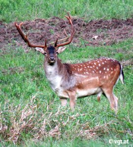 Damhirsch auf einer Wiese