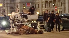 Pferd liegt eingespannt im Kutschen-Geschirr