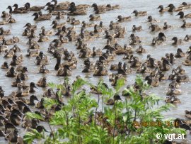 Enten