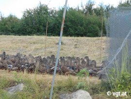 Enten