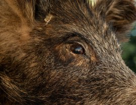 Wildschwein