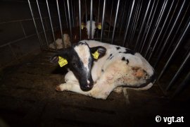 Kalb in der Mast