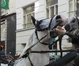 Fiaker im Dunkeln