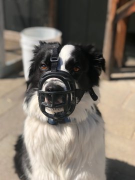Hund mit Maulkorb