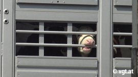 Kälbchen im Tiertransporter