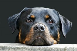 Rottweiler, traurig