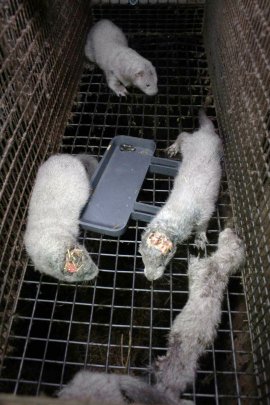 Die Tiere haben grauenvolle, unbehandelte Bisswunden.
