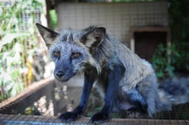 Fuchs in Pelzfarm