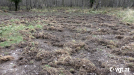 Umwühlte Wiese im Gatter