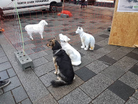 Wolfausstellung 2
