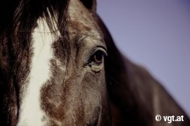 Pferd