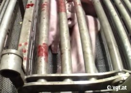 Schweine in der CO2-Gondel