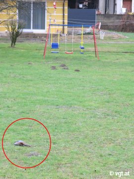 toter Fasan in Privatgarten