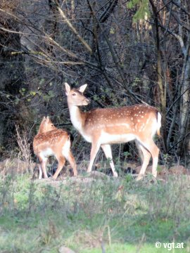 Rehe auf einer Lichtung