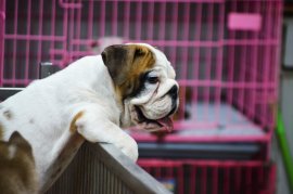 Bulldoggenwelpe