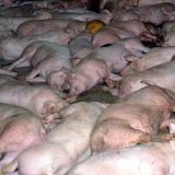 Soll bäuerliche Tierquälerei geschützt werden?