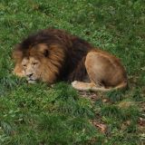 Monotonie, Lärm und Gitterstäbe: VGT-Aktivistinnen entsetzt über Österreichs Tierparks