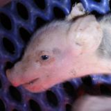 Kranke Ferkel kaltblütig erschlagen